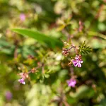 Maloca' Robretieres 公寓