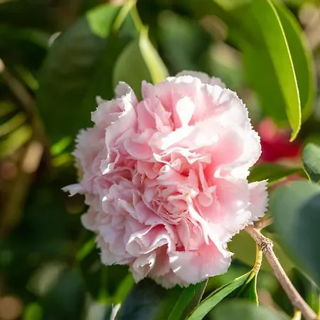 Maloca' Robretières *