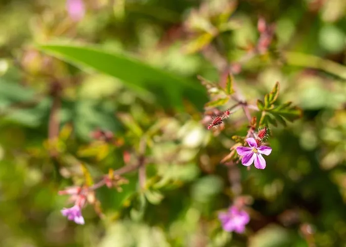 Maloca' Robretieres Apartamento