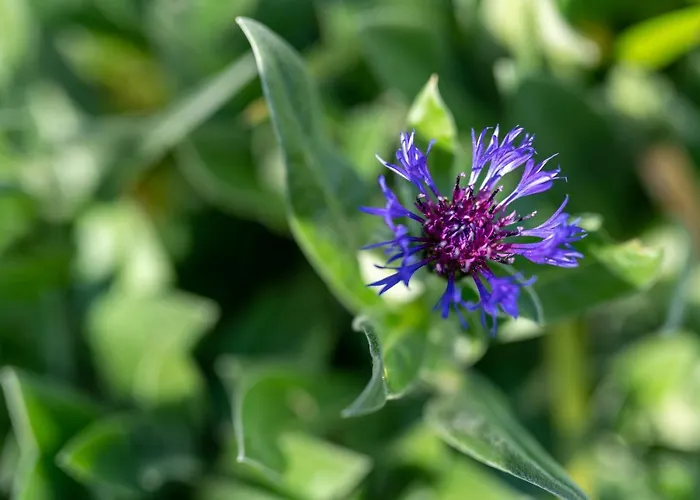 Apartamento Maloca' Robretieres La Roche-sur-Yon