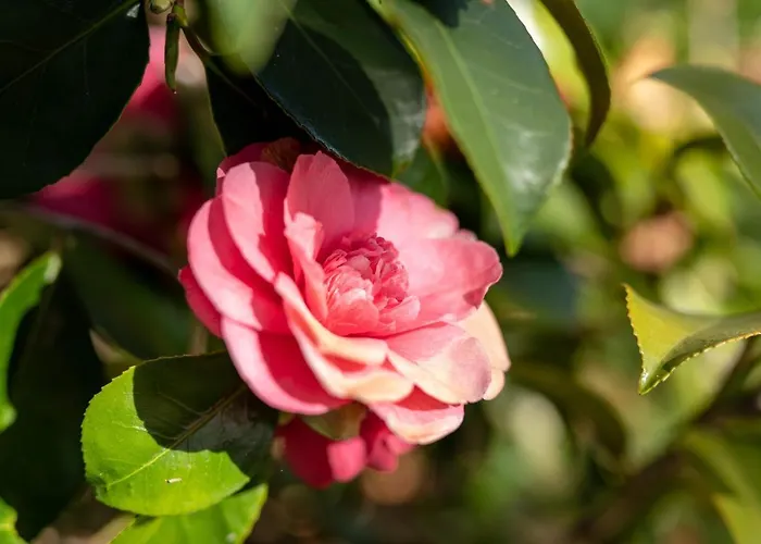 Apartamento Maloca' Robretieres *