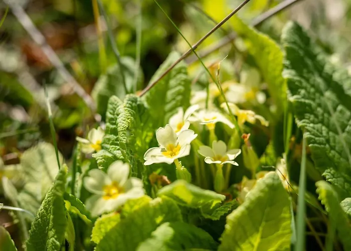 Maloca' Robretieres * La Roche-sur-Yon
