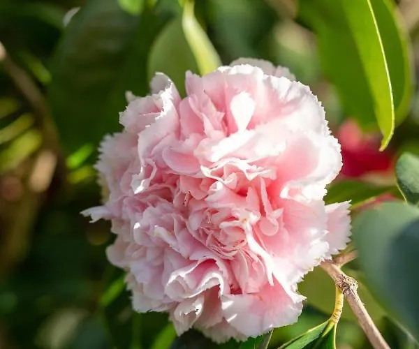 Maloca' Robretieres *