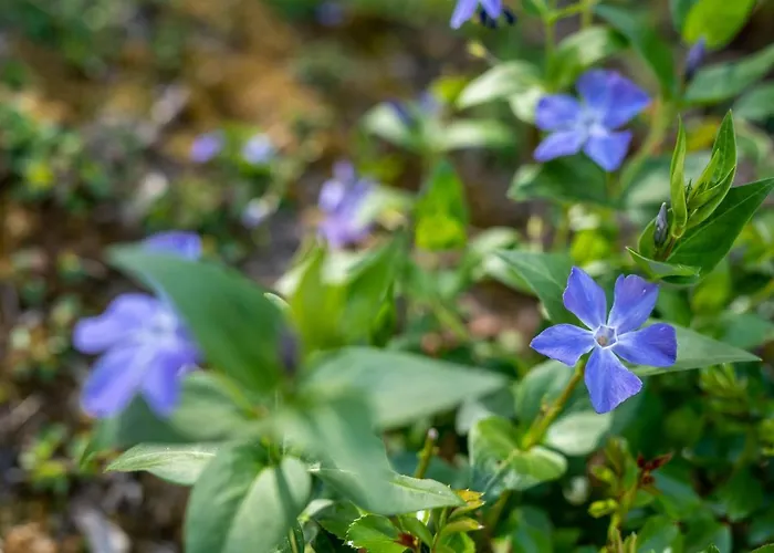 Maloca' Robretieres Apartamento